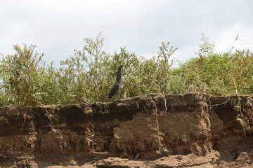 Obraz premium bird on the shore in costa rica