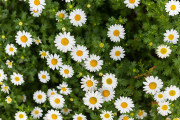 Daisy, Chamomile Flower. Beautiful daisy background.