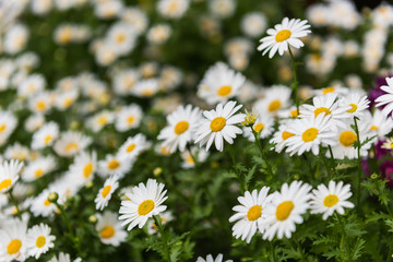 Fototapeta premium Daisy, Chamomile Flower. Beautiful daisy background.