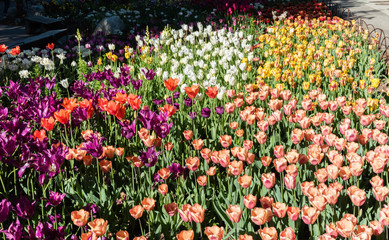 Gorgeous multicolored tulips in springtime, Southern California