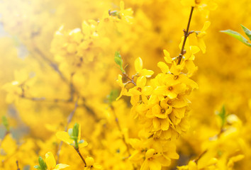 Flowering bush, closeup of yellow flowers in the rays of the sun. Preparation for a card with a place for the text. Blooming garden in spring.