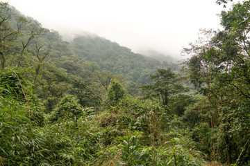 Fototapeta na wymiar Tropical cloud forest in Costa Rica