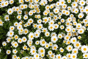 Daisy, Chamomile Flower. Beautiful daisy background.