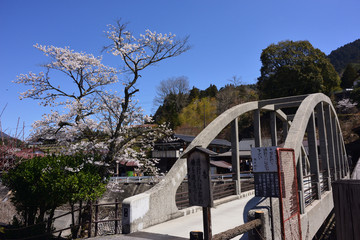 橋と桜