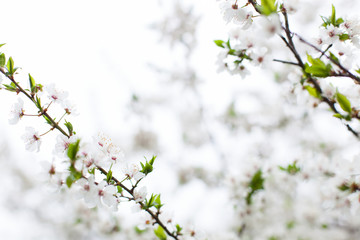 Obraz premium Cherry blossom, closeup of white flowers in the form of a frame against the background of a blossoming tree. Preparation for a card with a place for the text. Blooming garden in spring.