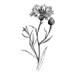 Flower and Bud of Centaurea Cyanus Engraving Vintage Vector Illustration - obrazy, fototapety, plakaty