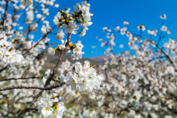 Cherry blossoms against a blue sky in Valle del Jerte, Extremadura, Spain