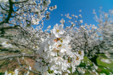 Cherry blossoms against a blue sky in Valle del Jerte, Extremadura, Spain