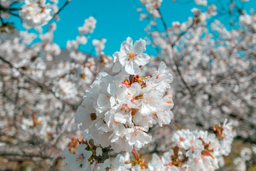 Cherry blossoms against a blue sky in Valle del Jerte, Extremadura, Spain