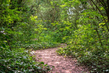 Path through London Park