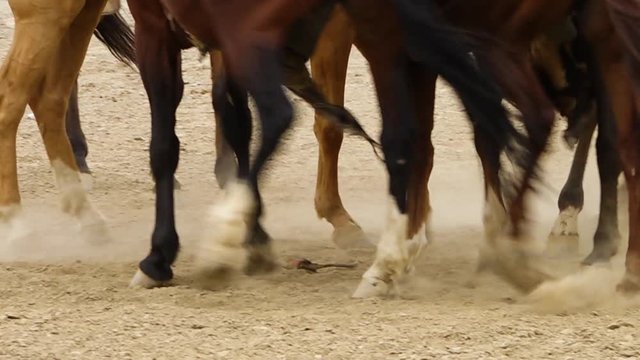 A hand held, panning, close up shot of horse feet rising dust from the ground. 