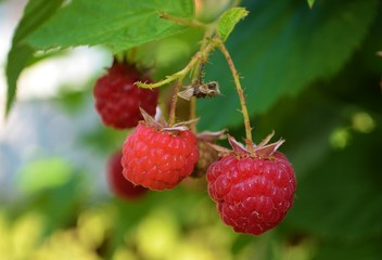 ripe red raspberries on a bush