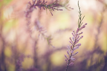 florecillas