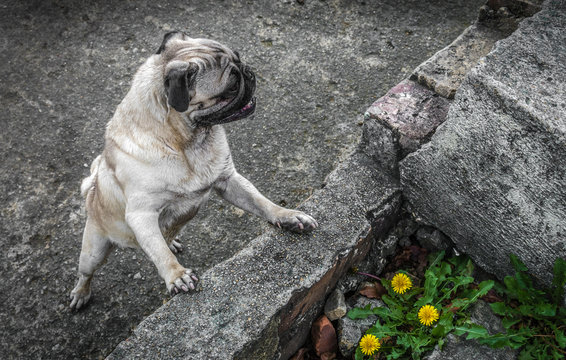 perro en parque