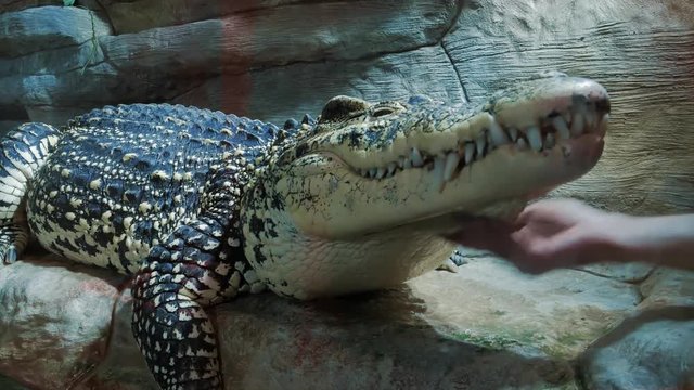 Man stroking crocodile head and scratching neck by hand
