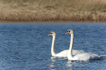 swans on lake