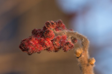 plant, flower with spikes