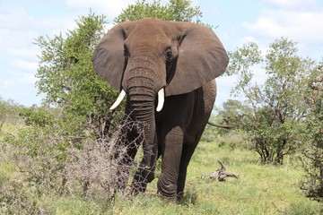 Afrikanischer Elefant / African elephant / Loxodonta africana