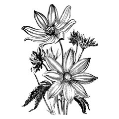 Engraving Flowers of Coreopsis Aristosa Vintage Illustrations