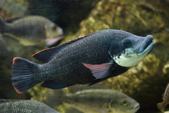 Angolan tilapia (Oreochromis angolensis).