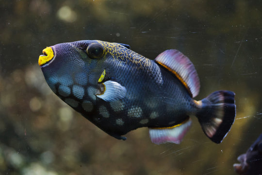 Clown triggerfish (Balistoides conspicillum)