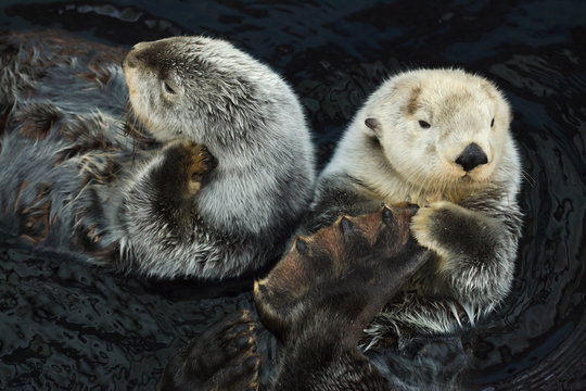 Sea otter (Enhydra lutris)