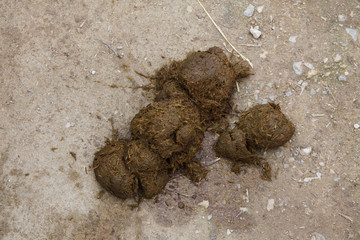 Excrements of Southern white rhinoceros