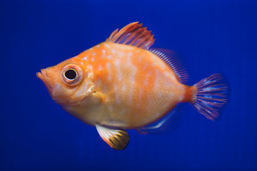 Boarfish (Capros aper).