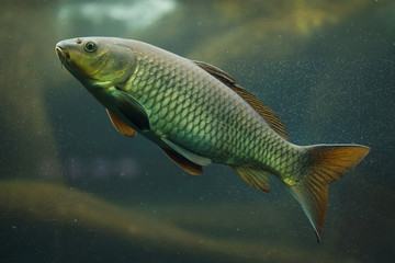 Common carp (Cyprinus carpio).