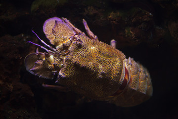 Obraz na płótnie Canvas Mediterranean slipper lobster (Scyllarides latus)