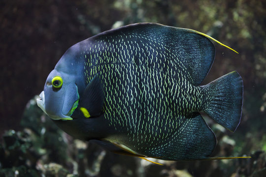 French angelfish (Pomacanthus paru).