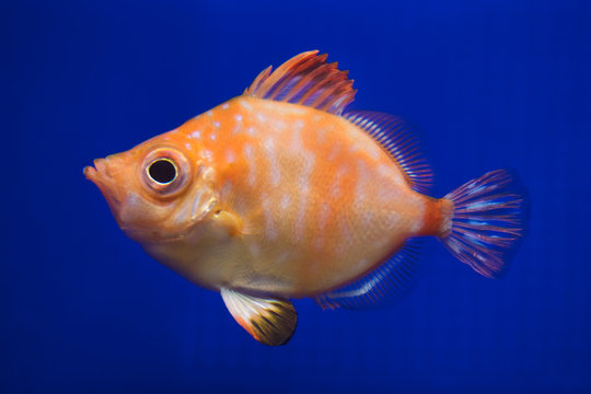 Boarfish (Capros aper).