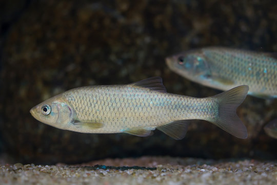 Southern Iberian chub (Squalius pyrenaicus).