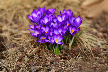 spring flowers crocuses on the ground photographed