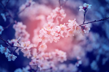Beautiful flowers on apricot trees in Armenia photographed