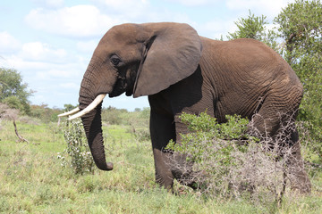 Afrikanischer Elefant / African elephant / Loxodonta africana