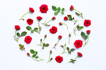 Rose on white background.