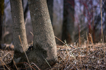 spring forest nature