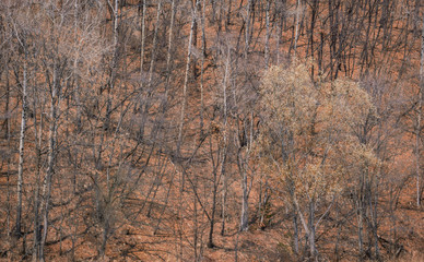 spring forest nature