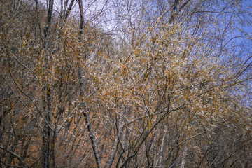 spring forest nature