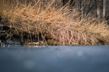 the river is frozen and the shore