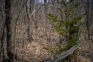 spring forest nature