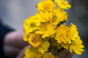 spring flower yellow nature