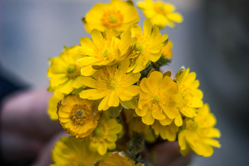 spring flower yellow nature