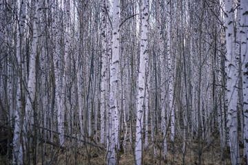 Fototapeta premium spring forest nature