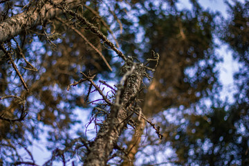 spring forest nature