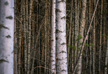 spring forest nature