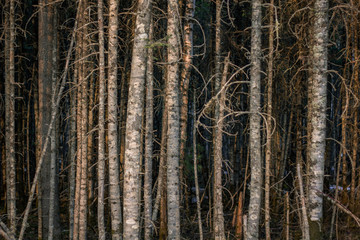 spring forest nature