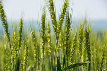 緑のムギの穂