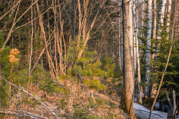 spring forest nature